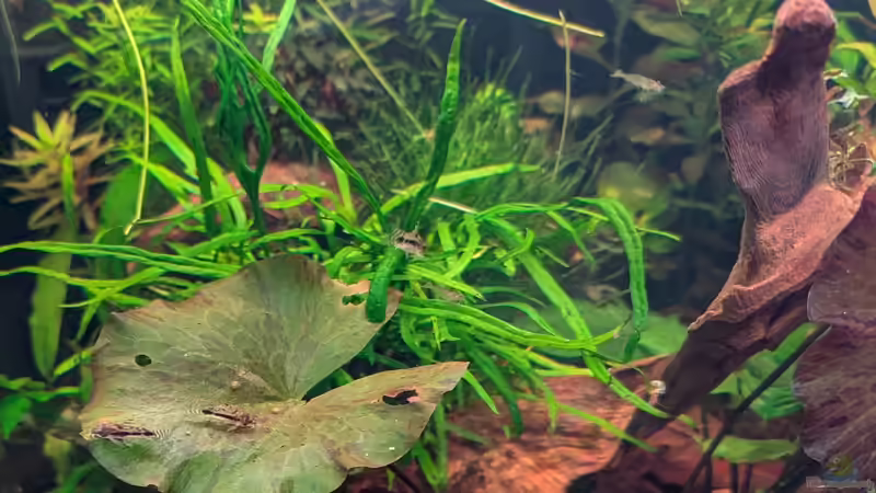 Corys von Tobes (14)