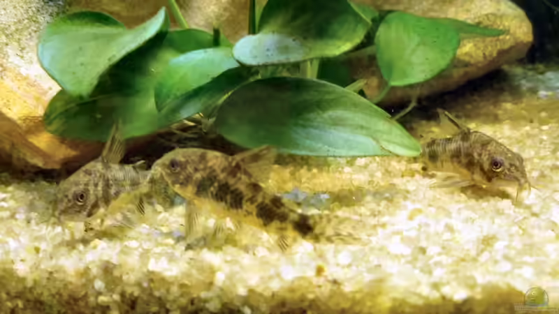 Corys2 von tanja4 (13)