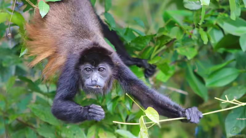 Costa Rica - Ein Paradies für Aquaristik- und Terraristikliebhaber