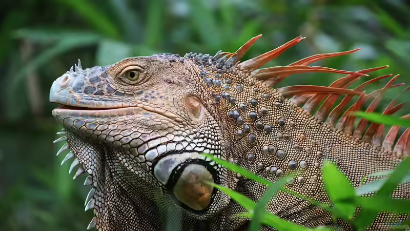 Costa Rica - Ein Paradies für Aquaristik- und Terraristikliebhaber