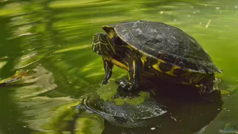 Costa Rica - Ein Paradies für Aquaristik- und Terraristikliebhaber