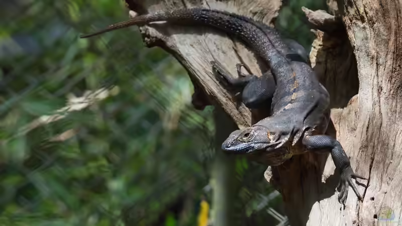 Costa Rica - Ein Paradies für Aquaristik- und Terraristikliebhaber