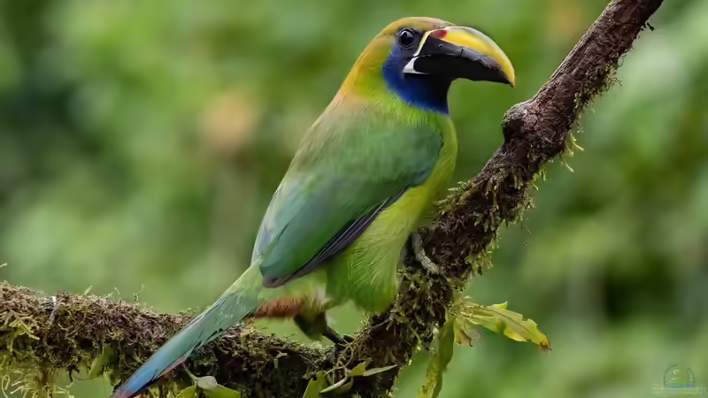 Costa Rica - Ein Paradies für Aquaristik- und Terraristikliebhaber