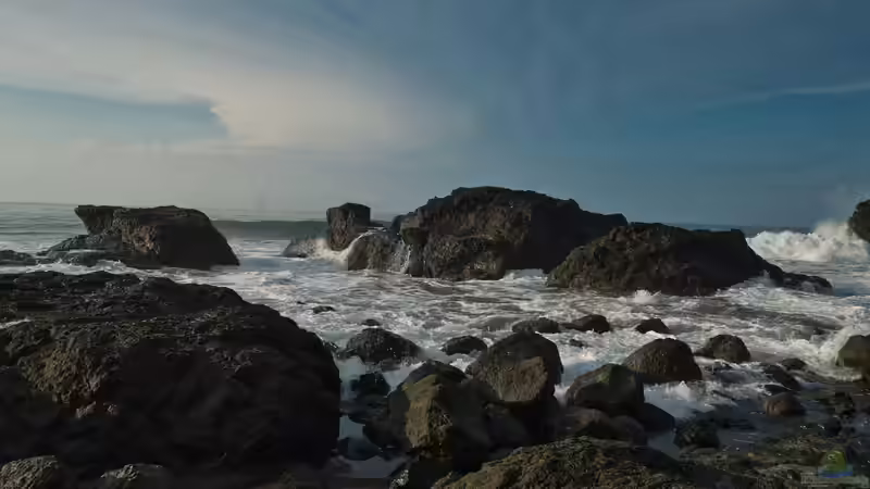 Costa Rica - Ein Paradies für Aquaristik- und Terraristikliebhaber