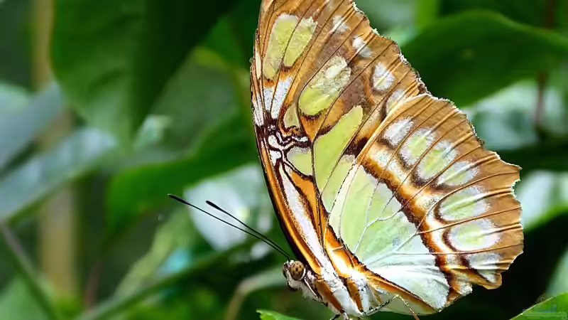 Costa Rica - Ein Paradies für Aquaristik- und Terraristikliebhaber