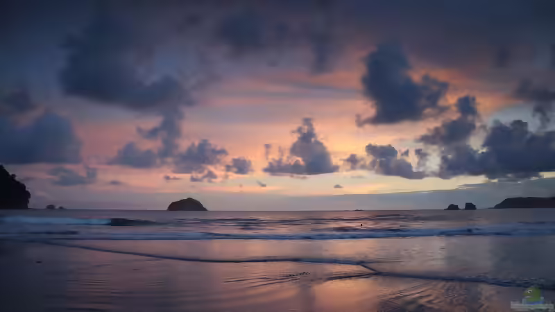 Costa Rica - Ein Paradies für Aquaristik- und Terraristikliebhaber