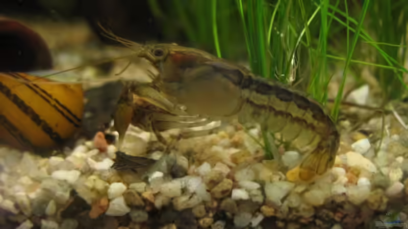 CP ´gestreift´ zeiht sich ein Novocrap rein von MaikH (9)