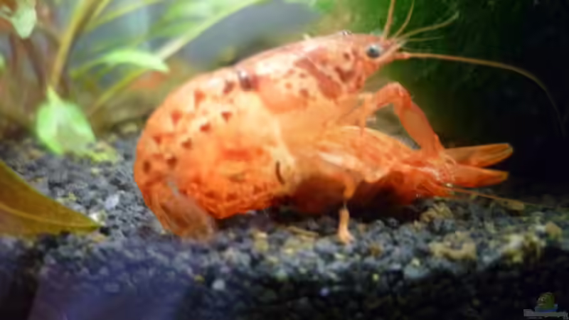 CP Paarung von garnelenhobby (4)