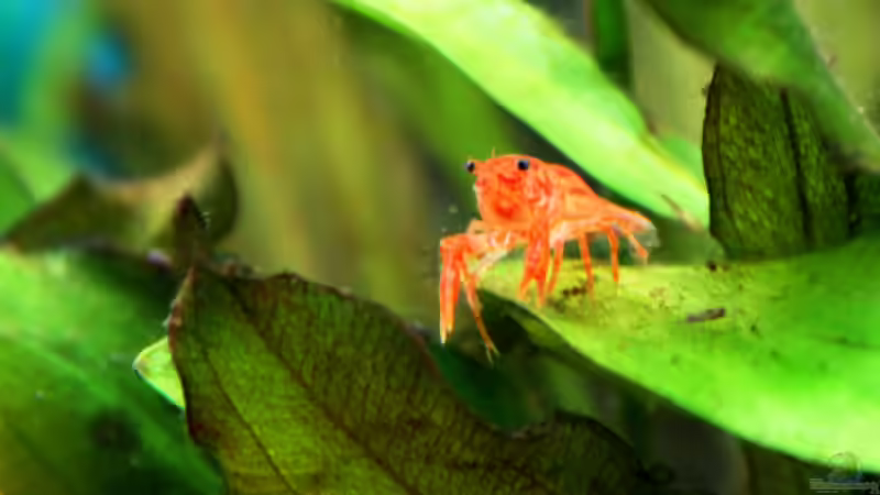 Aquarien mit Cambarellus-Arten (Zwergflusskrebse)