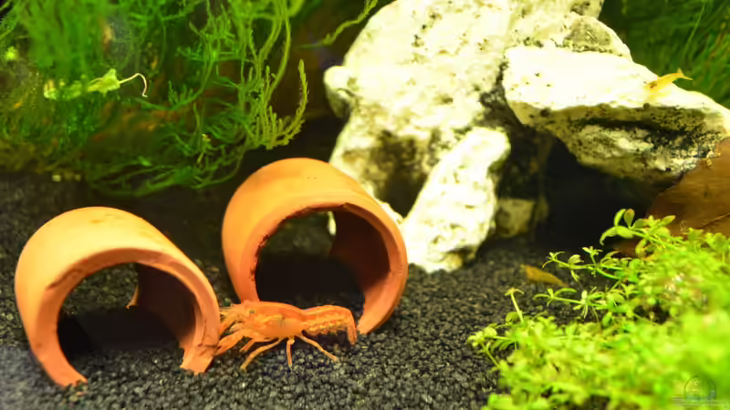 CPO 1 von Jan Marc (8)