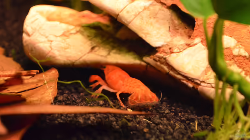 CPO 2 von Jan Marc (22)