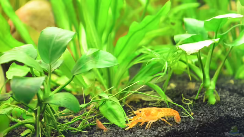 CPO 3 von Jan Marc (23)