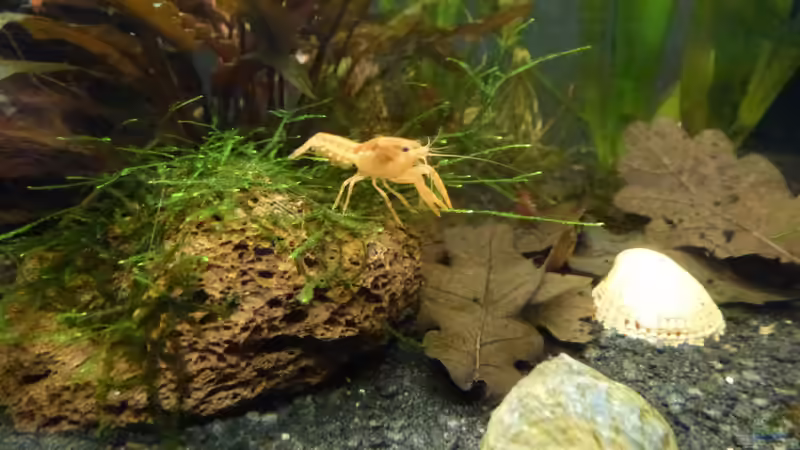 CPO auf bepflanztem Lavagestein von Jessi & Daniel (17)