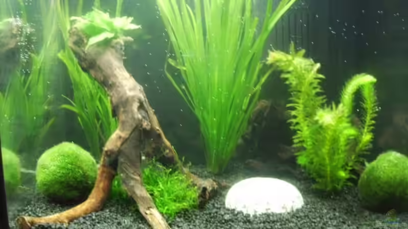 CPO Becken von Lady_Luck (1)