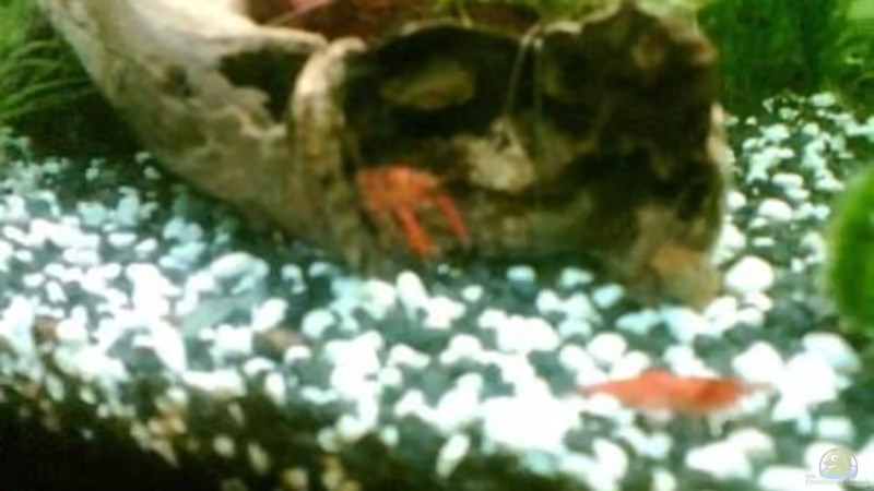 cpo im holz und nen garnelenmädchen von Maria Blumenthal (19)