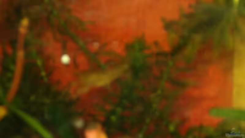 CPO in Pflanzen von Jörg Kaminski (6)