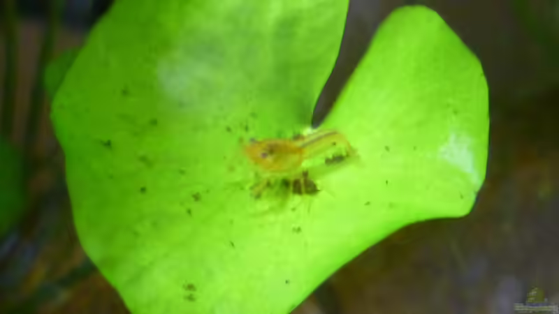 CPO Jungtier von garnelenhobby (1)