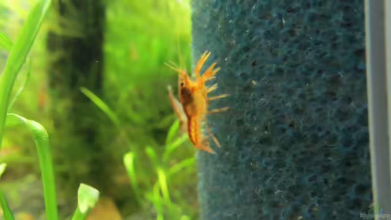 CPO klein - 21.02.12 von Gonnos (18)