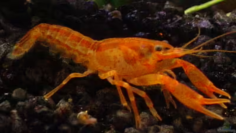 CPO Männchen kurz nach der Paarung von MichaelS (2)