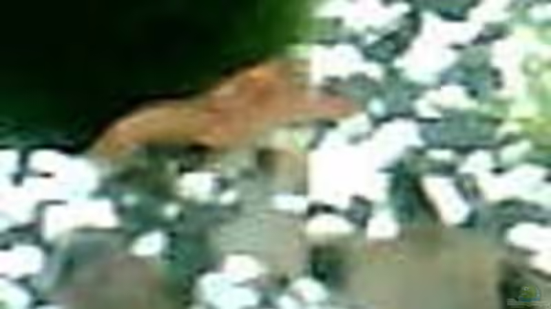 cpo männchen u welse von Maria Blumenthal (18)