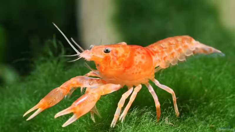 CPO (nicht selbst geschossen) von Marci (12)