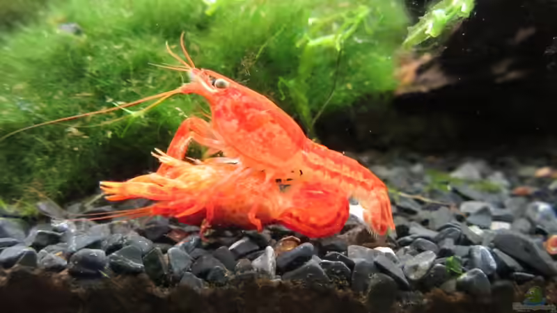 CPO Paarung von Gonnos (23)