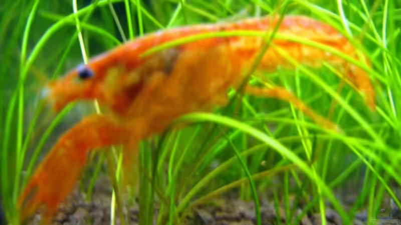 CPO von Aquarium-Bochum (18)