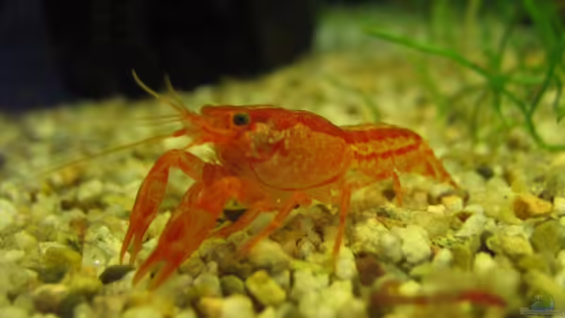 CPO von aquatommy (29)