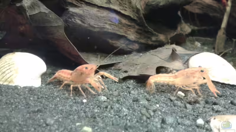 CPO von Jessi & Daniel (16)