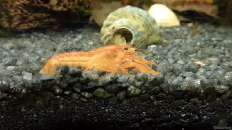 CPO von Jessi & Daniel (19)