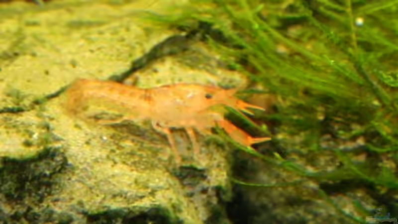 CPO von Sebastian Seiler (19)