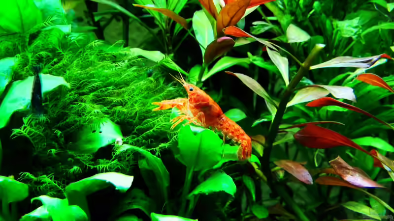 CPO von Thainrinn (9)