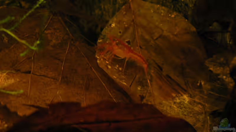 CPO von Zapfenmanderl (1)