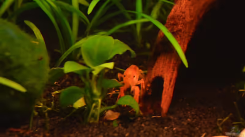 CPO1 von Jan Marc (21)