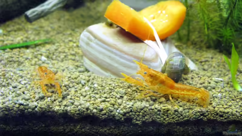 CPO`s von Tudelui (5)