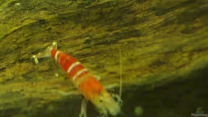 CR-Garnelen von Thomas Oetjen (28)