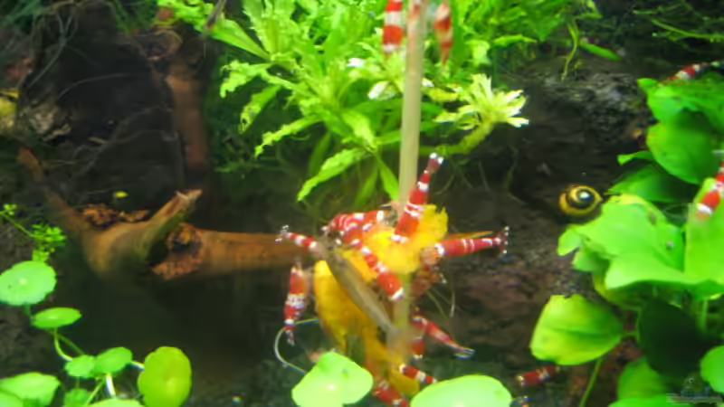 CR-Gewusel :-) von Marion Kulsch (8)