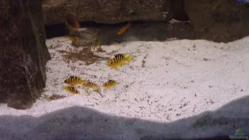 Crabro Nachwuchs von JOHN (25)