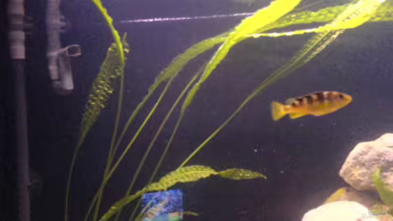 Crabro w von Cindy Laumer (11)