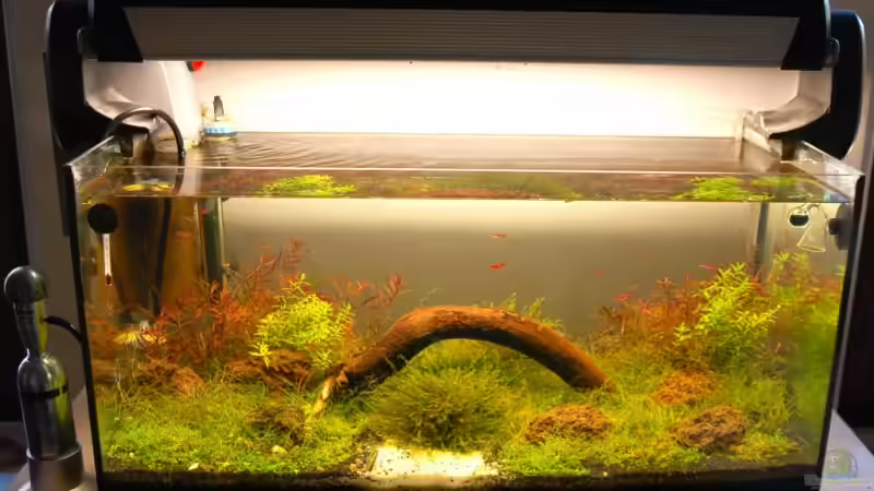 crazy world von Jo The Fish (1)