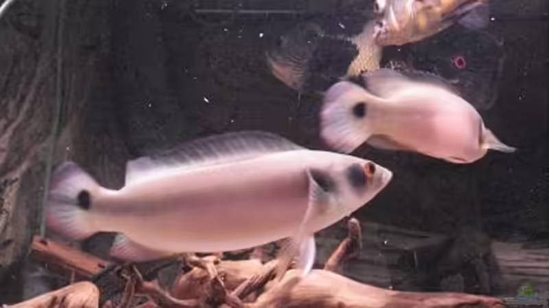 Crenichichla von Crenii (29)