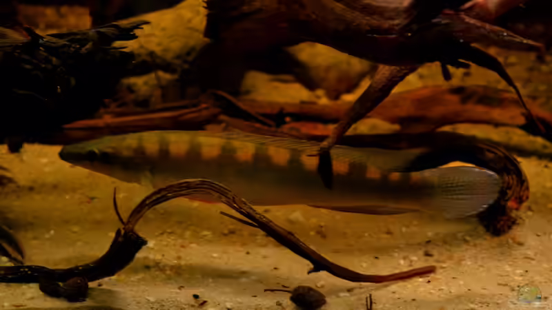 Crenicichla accutirostre in Ihrem ´neuen´  Zuhause von GGuardiaNN (100)