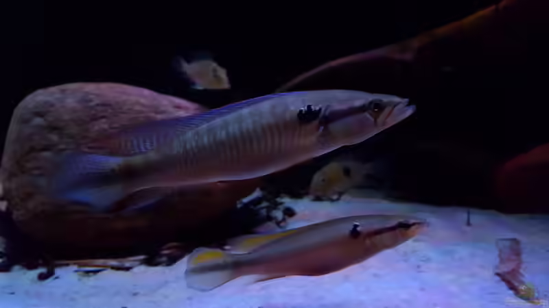 Crenicichla cf inpa manacapuru   von Südamerika Aquanaut (36)