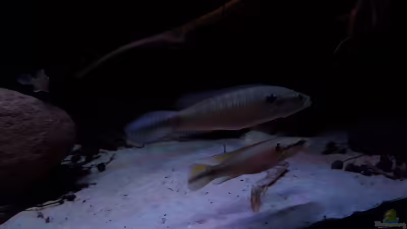 Crenicichla cf inpa manacapuru   von Südamerika Aquanaut (37)