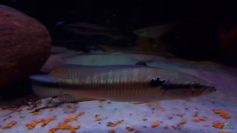 Aquarien mit Crenicichla inpa
