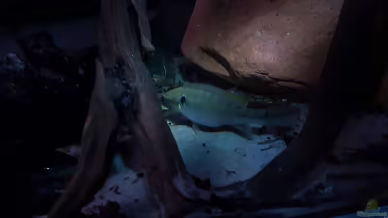 Crenicichla cf inpa manacapuru  (Weib) von Südamerika Aquanaut (38)