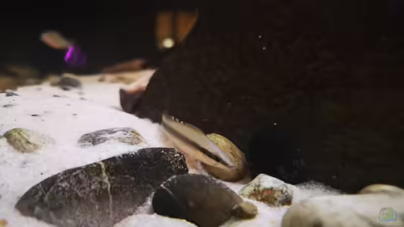 Aquarien mit Crenicichla regani