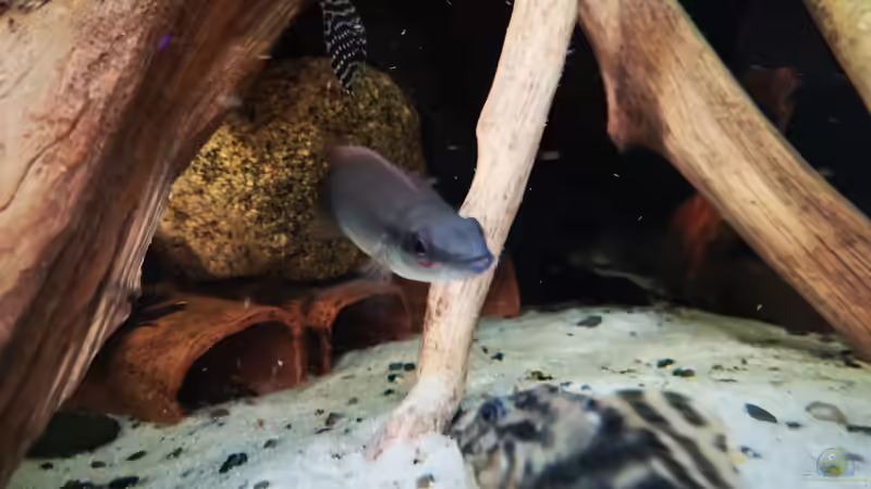 Aquarien mit Crenicichla regani