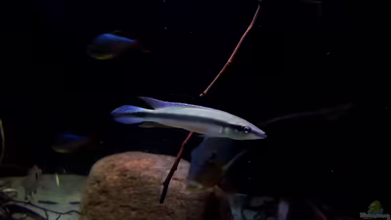 Crenicichla regani Bock  von Südamerika Aquanaut (40)