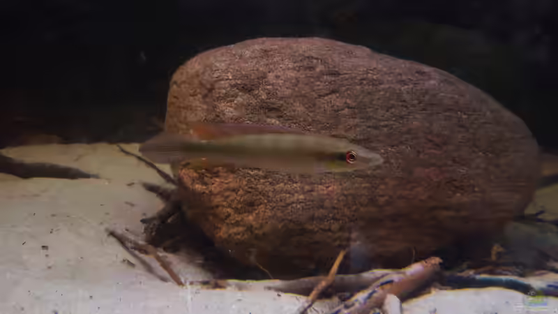 Aquarien mit Crenicichla regani